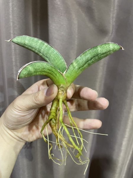 画像4: 休眠エイレンシス No.14(D.eilensis) (4)