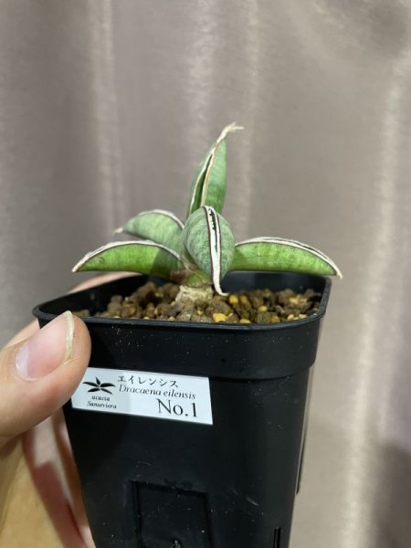 画像6: エイレンシス No.1(D.eilensis) (6)