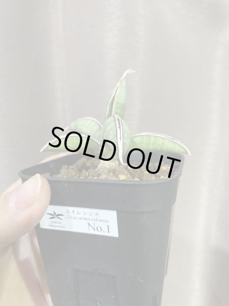 画像6: エイレンシス No.1(D.eilensis) (6)