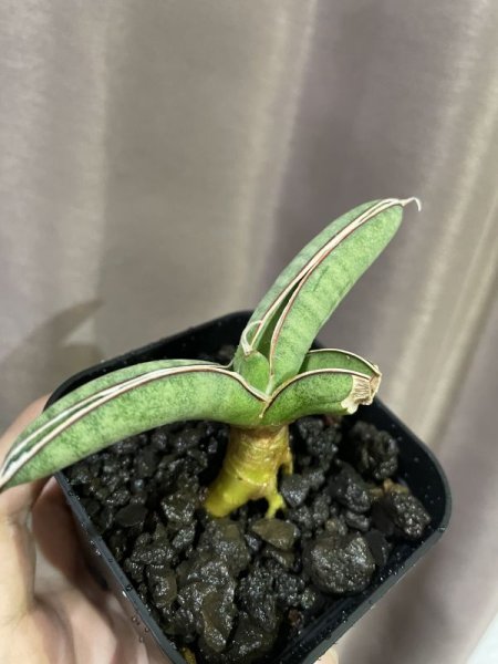 画像7: エイレンシス No.10(D.eilensis) (7)