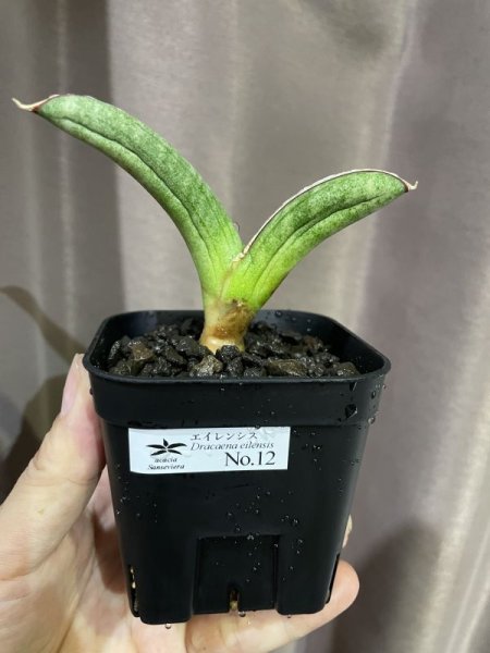 画像4: エイレンシス No.12(D.eilensis) (4)