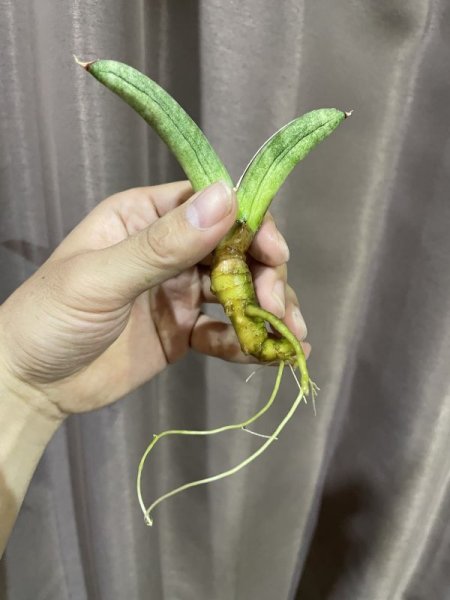 画像5: エイレンシス No.12(D.eilensis) (5)