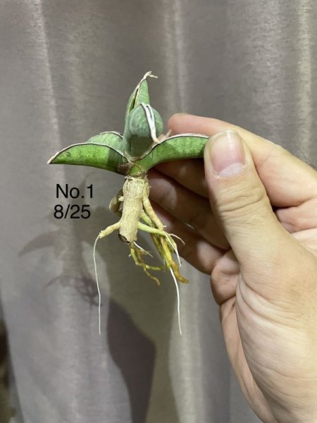 画像5: エイレンシス No.1(D.eilensis) (5)