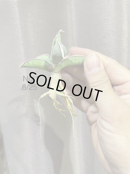 画像5: エイレンシス No.1(D.eilensis) (5)