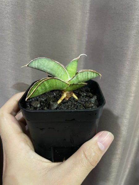 画像6: エイレンシス No.17(D.eilensis) (6)