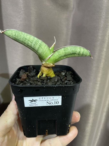 画像4: エイレンシス No.10(D.eilensis) (4)