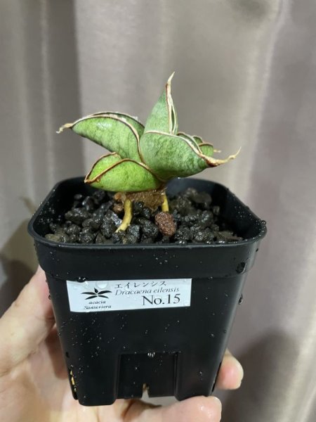 画像4: 休眠エイレンシス No.15(D.eilensis) (4)