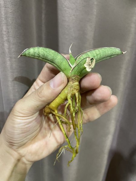 画像5: エイレンシス No.10(D.eilensis) (5)