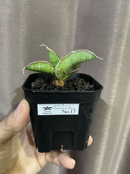 画像4: エイレンシス No.17(D.eilensis) (4)