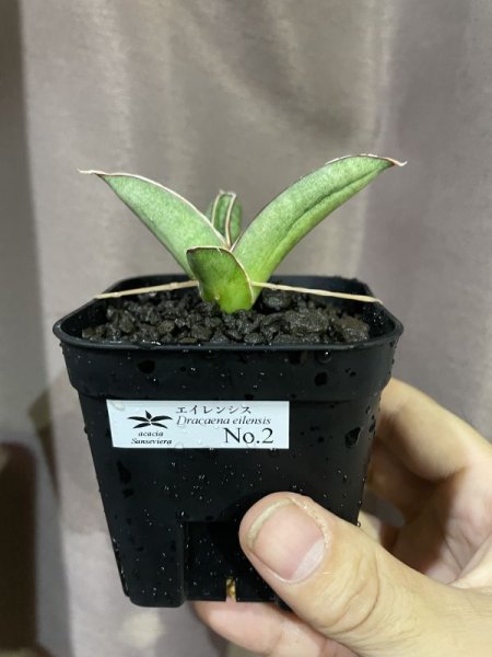 画像4: エイレンシス No.2(D.eilensis) (4)