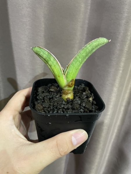 画像6: エイレンシス No.12(D.eilensis) (6)