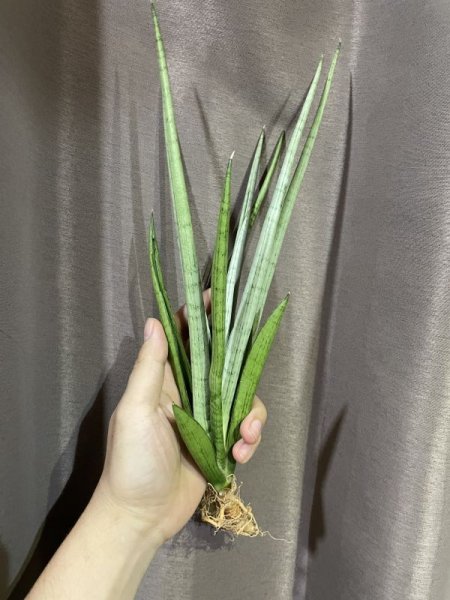 画像2: 【特価】カシ(D.Kasih) (2)