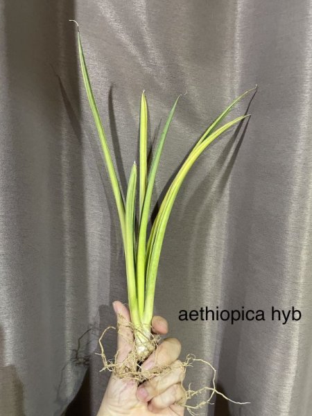 画像1: エティオピアハイブリッド斑入り(D.aethiopica hyb) (1)