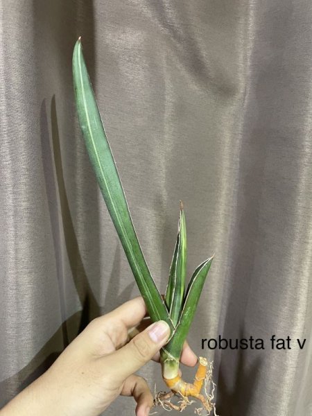 画像1: ロブスタファット斑入り(D.robusta ver,Fat v) (1)