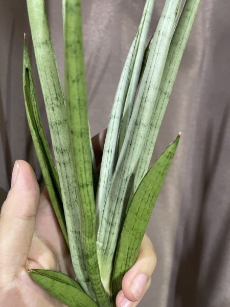 画像3: 【特価】カシ(D.Kasih) (3)