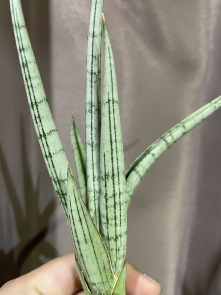 画像3: 【価格変更】クインティン(D.Quentin) (3)