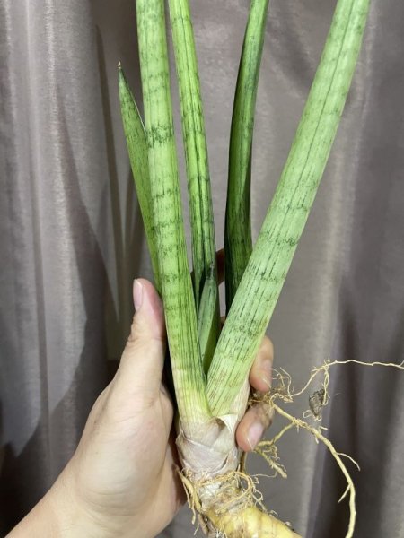 画像3: 【特価】スターダスト(D.Star Dust) (3)