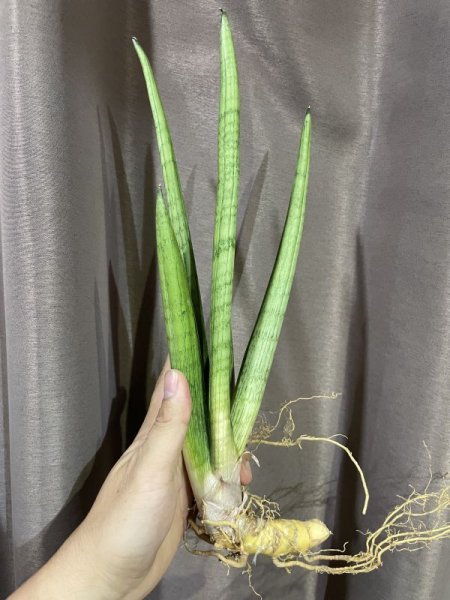 画像2: 【特価】スターダスト(D.Star Dust) (2)