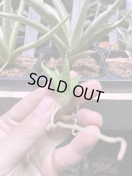 画像2: おまかせミンマニー(D.Ming Manee) (2)