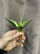 画像1: サワディー斑入り(D.Sawasdee variegata) (1)