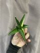 画像3: サワディー斑入り(D.Sawasdee variegata) (3)