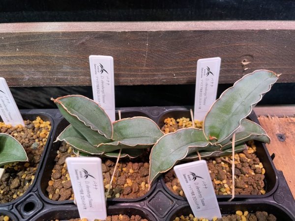 画像2: おまかせバナナ さざなみ葉(D.banana) (2)