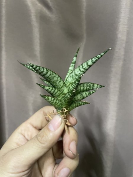 画像2: 【価格変更】ウィンターラブ(D.Winter Love) (2)