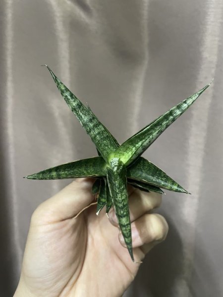 画像3: 【価格変更】ウィンターラブ(D.Winter Love) (3)