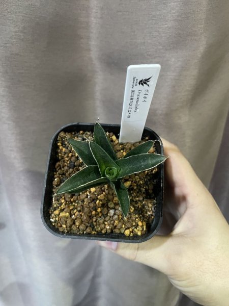 画像2: 【価格変更】ボイボイ (D.Boiboi) (2)