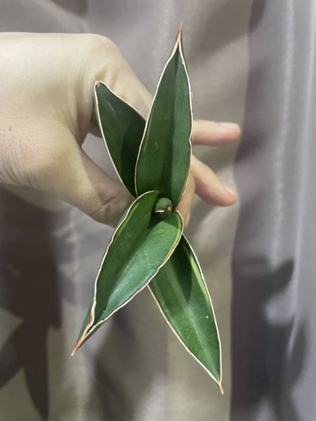 画像3: サムライドワーフ 斑入り(D.Samurai Dwarf variegata) (3)