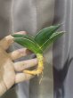 画像2: サムライドワーフ 斑入り(D.Samurai Dwarf variegata) (2)