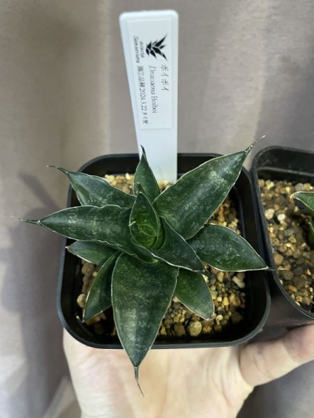 画像2: 【価格変更】ボイボイ(D.Boiboi) (2)