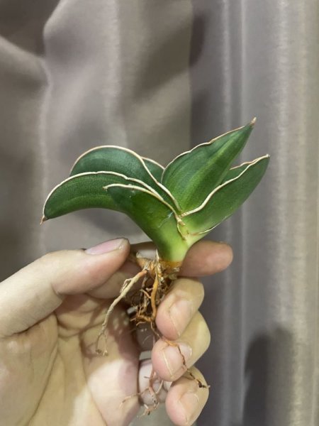 画像1: サムライドワーフ 斑入り(D.Samurai Dwarf variegata) (1)