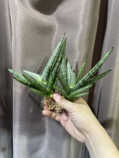 サンスベリア マニーパッキャオ 斑入 サンセベリア マニー パッキャオ 斑入 Sansevieria Manny Pacquiao