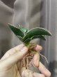 画像3: サムライドワーフ 斑入り(D.Samurai Dwarf variegata) (3)