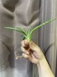 画像2: バリー 斑入り(D.ballyi variegata) (2)