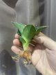 画像3: アンダマン斑入り(D. Andaman variegata) (3)