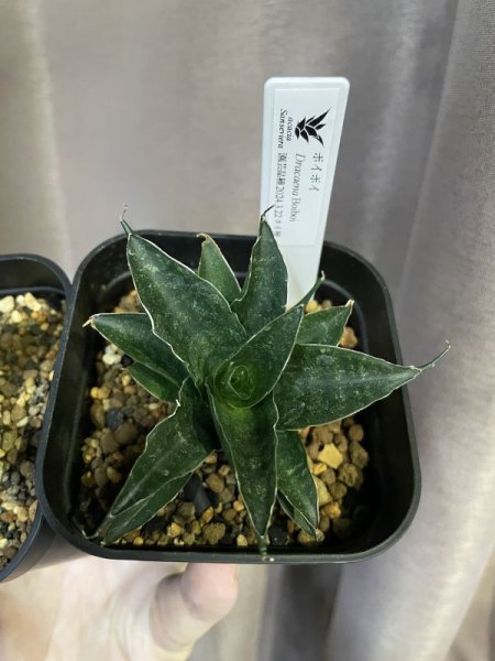 画像3: 【価格変更】ボイボイ(D.Boiboi) (3)