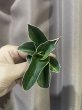 画像2: サムライドワーフ 斑入り(D.Samurai Dwarf variegata) (2)