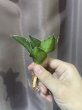 画像2: アンダマン斑入り(D. Andaman variegata) (2)