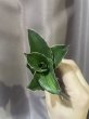 画像1: アンダマン斑入り(D. Andaman variegata) (1)