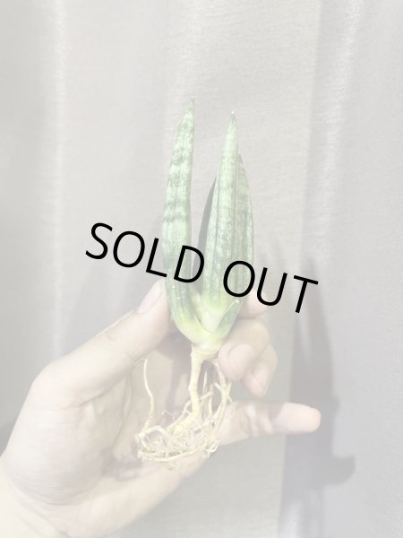 画像2: ヘッジホッグ(D.Hedghog) (2)