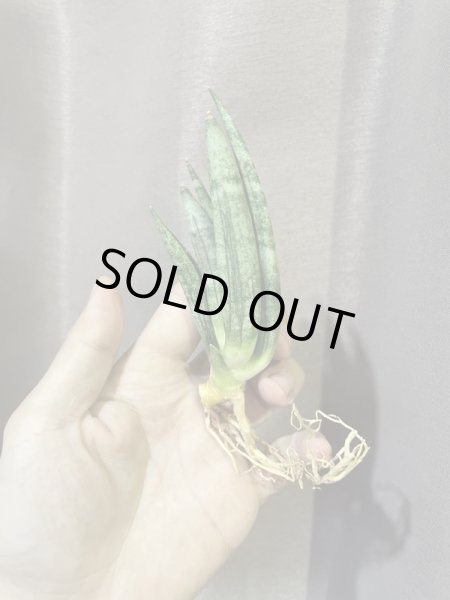 画像3: ヘッジホッグ(D.Hedghog) (3)