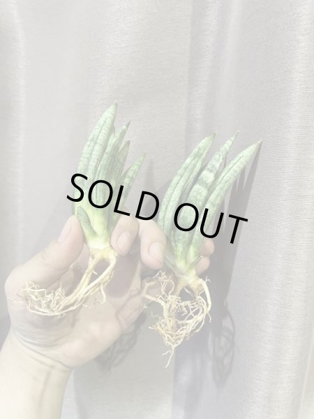 画像1: ヘッジホッグ(D.Hedghog) (1)