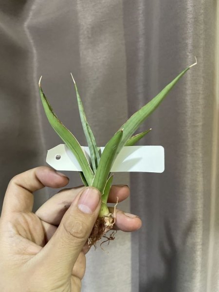 画像2: 【特価】バイビッド(D.Baibid) (2)