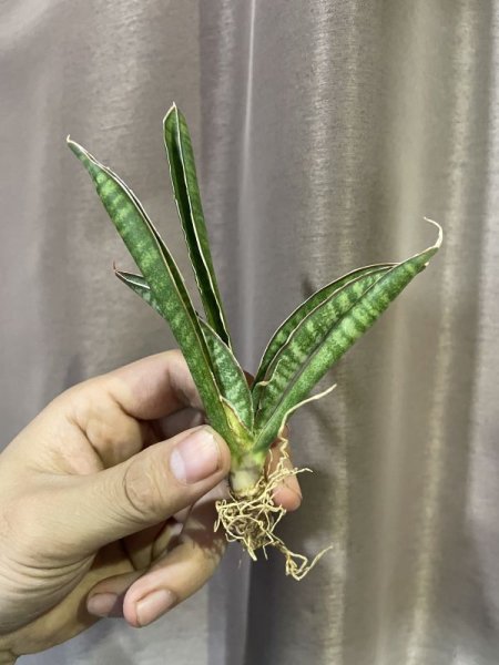 画像3: エチオピカ ミニバット(D.aethiopica'Minibat') (3)