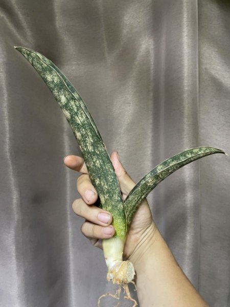 画像2: 【特価】ペピト ドーア(D. Pepito Dore) (2)