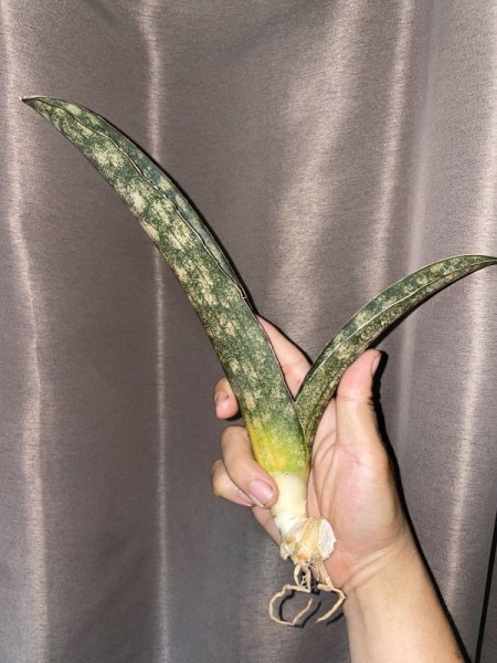 画像4: 【特価】ペピト ドーア(D. Pepito Dore) (4)