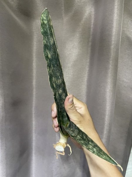 画像3: 【特価】ペピト ドーア(D. Pepito Dore) (3)