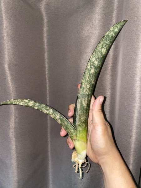 画像5: 【特価】ペピト ドーア(D. Pepito Dore) (5)